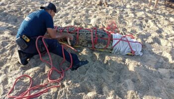 Capturan a cocodrilo que paseaba entre turistas en Bahía de Banderas, Nayarit