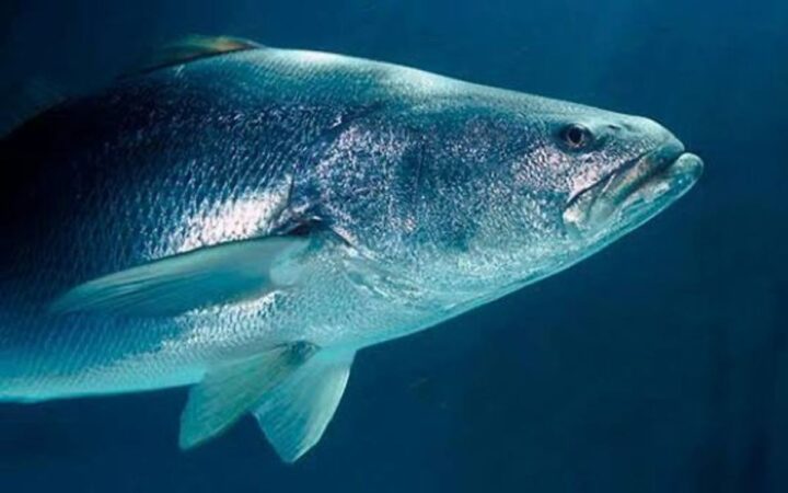 De la piscifactoría al mar: la regeneración de la totoaba, el pez 'tesoro' de México