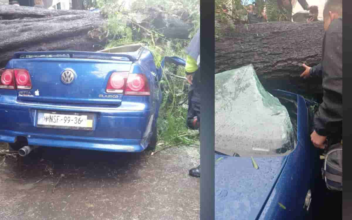 Video | Mujer muere y su bebé sobrevive tras caerles un árbol en la colonia Nápoles