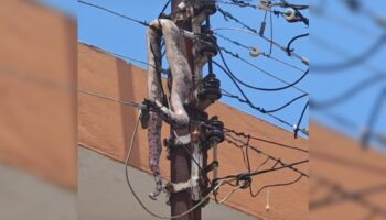 Boa se electrocuta y causa apagón en centro de Mérida