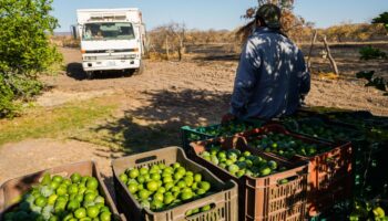 Limoneros de Michoacán ceden a pagar extorsiones para continuar producción