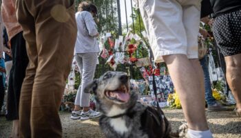 Alain Delon pidió que su perro fuera sacrificado y que lo acompañara en su tumba