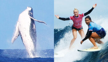 ¡Una ballena saltó en la semifinal de Surf de los Juegos Olímpicos!