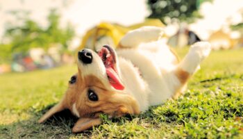 Estos son los beneficios de adoptar un perro