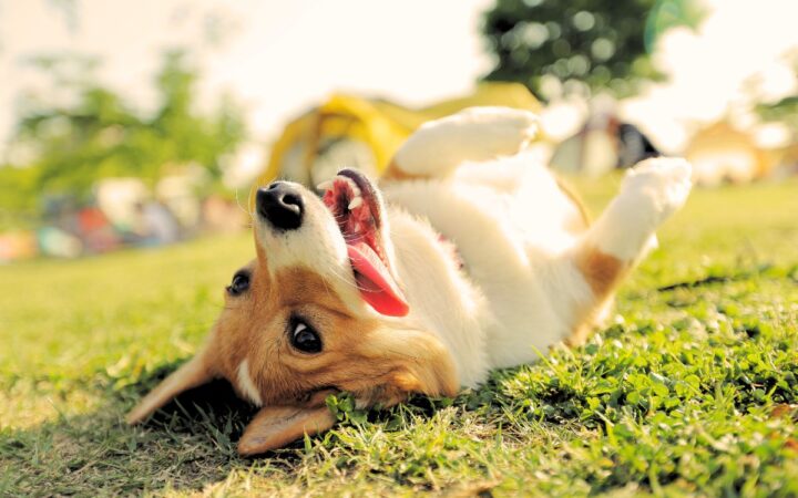 Estos son los beneficios de adoptar un perro Estos son los beneficios de adoptar un perro