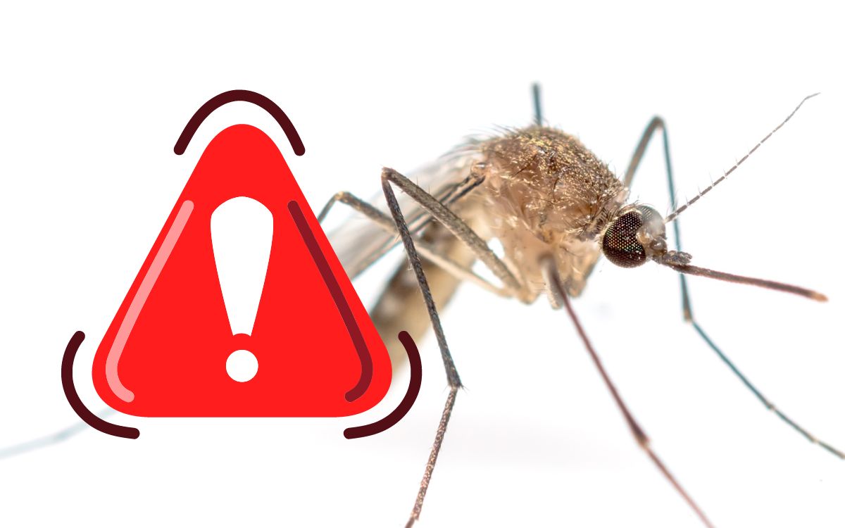 The Oropouche outbreak and confirmed deaths from the virus have put Latin America on alert.