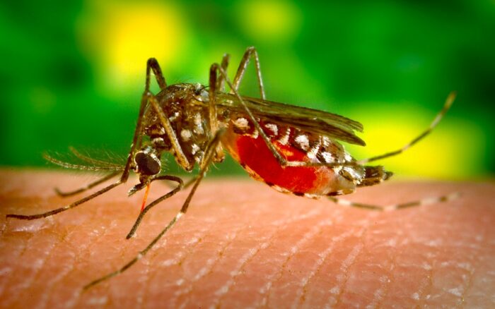 The Oropouche outbreak and confirmed deaths from the virus have put Latin America on alert.