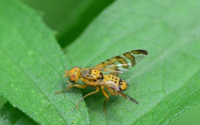 mosca de fruta calor sueño