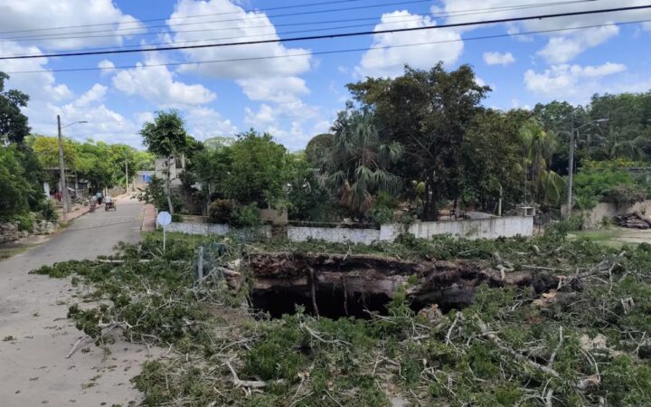 Cae árbol sagrado en cenote de Xocén; Sacerdotes mayas y autoridades investigan Cae árbol sagrado en cenote de Xocén; Sacerdotes mayas y autoridades investigan