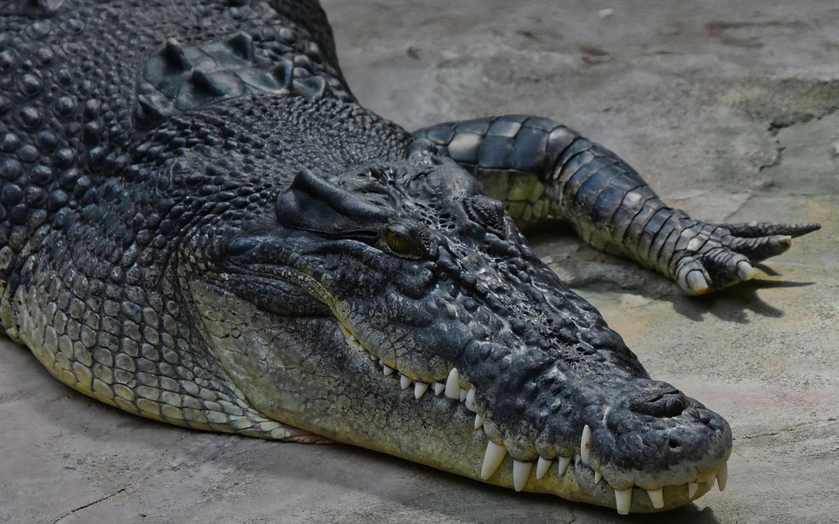 Sacrifican a un cocodrilo de casi 5 metros que atacó a un australiano Sacrifican a un cocodrilo de casi 5 metros que atacó a un australiano