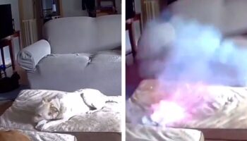 Video | Perro provoca incendio tras morder batería de carga