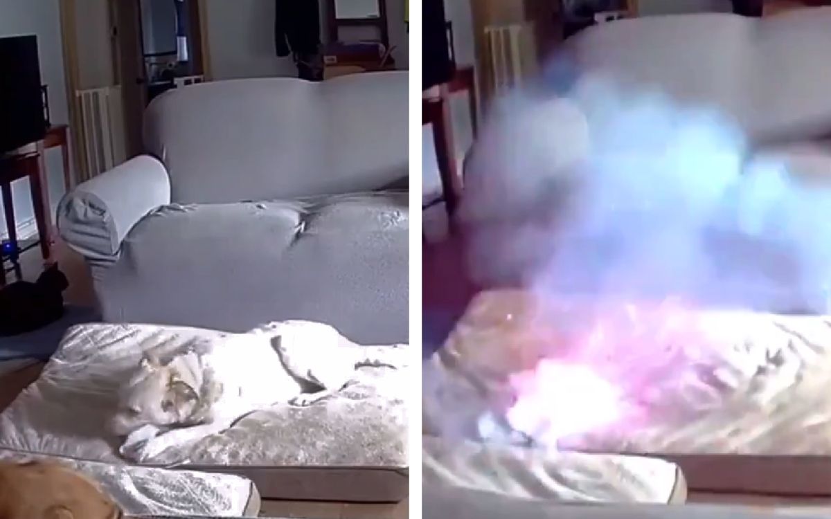 perro causa incendio