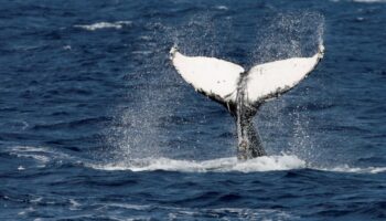 Pescador resultó herido tras ser golpeado por la cola de una ballena en Australia