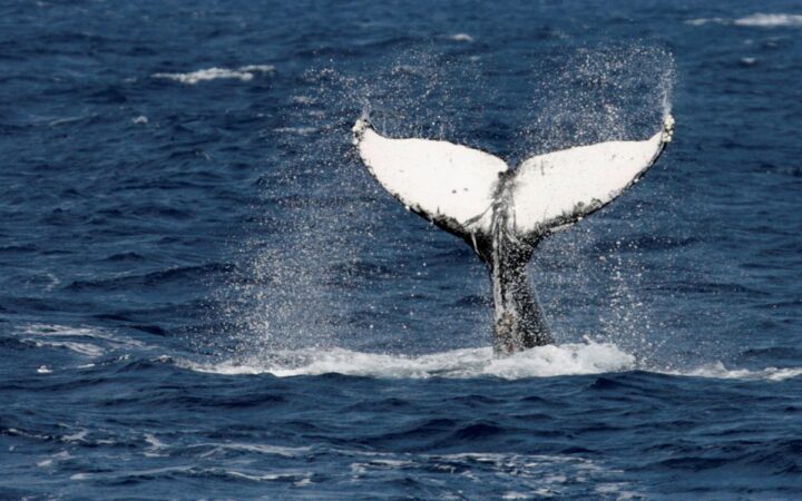 Pescador resultó herido tras ser golpeado por la cola de una ballena en Australia Pescador resultó herido tras ser golpeado por la cola de una ballena en Australia