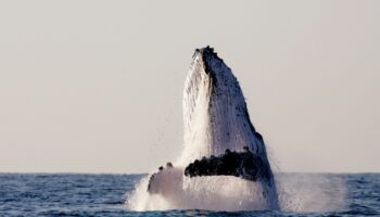 ¿Cómo respiran las ballenas? #Niñonautas con Kirén Miret