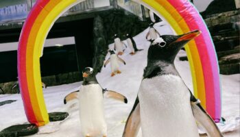 Video | Sphen, el famoso pingüino gay australiano, murió a los 11 años