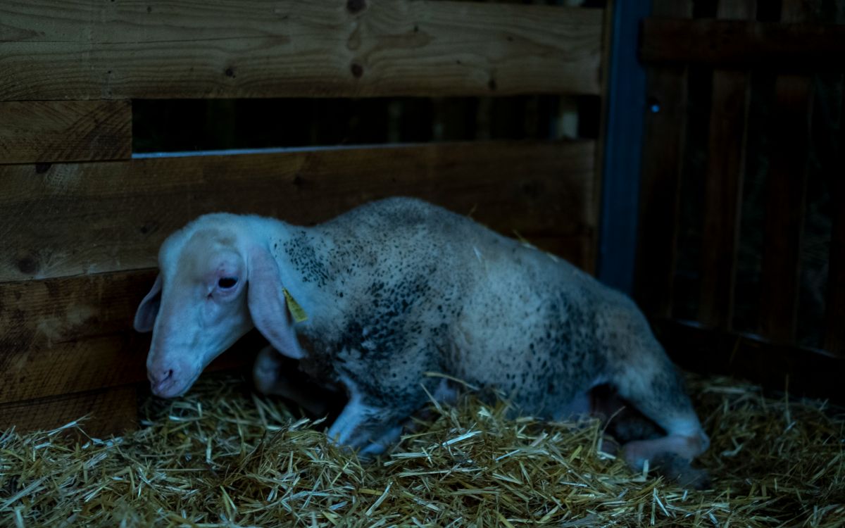 Detectan brote de virus de la lengua azul en Francia ¿cómo se contagia?
