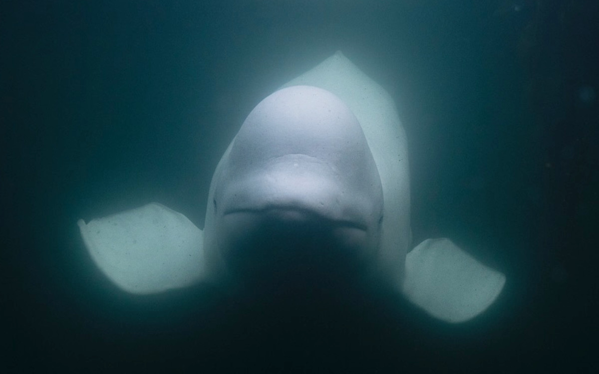 Whale ‘Russian Spy’ Found Dead
