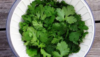 ¿Qué es el cilantro y sus beneficios?