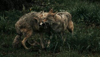 'Lobos asesinos' acechan la India; han muerto nueve niños