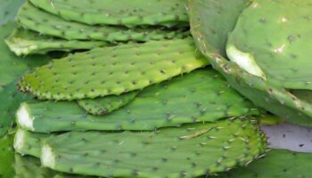 ¿Qué es el nopal y para qué sirve?