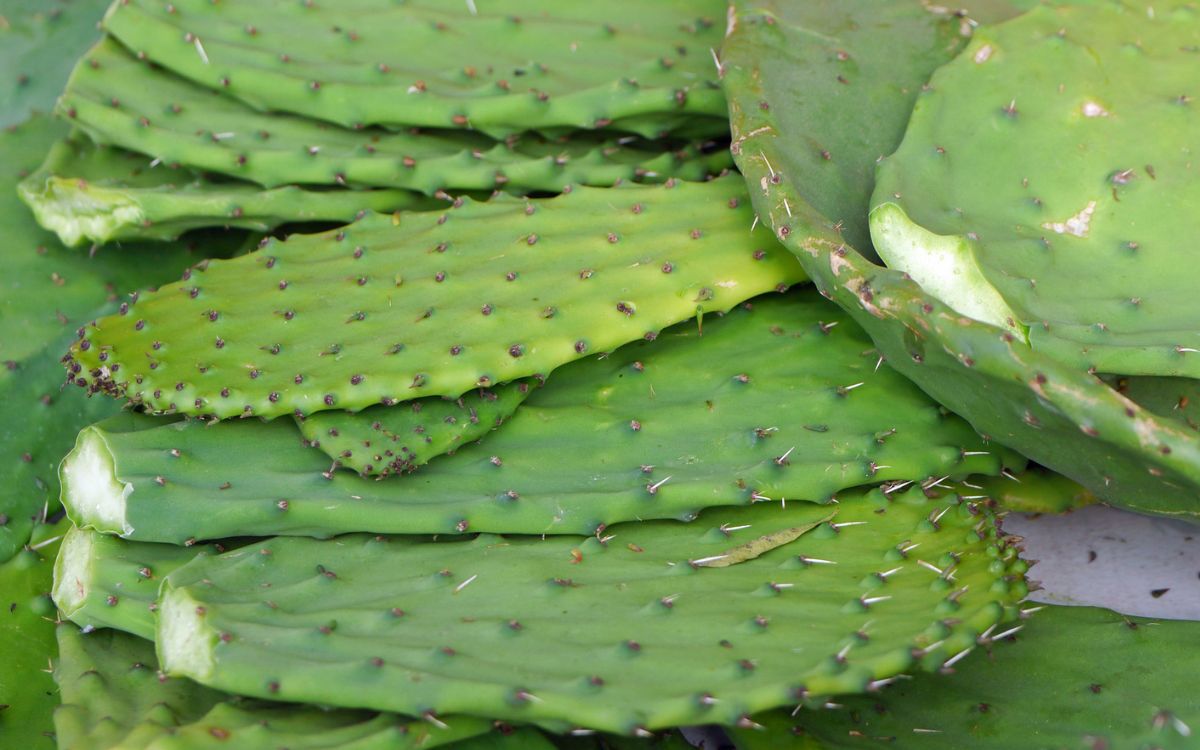 Qué es el nopal y para qué sirve? | Aristegui Noticias
