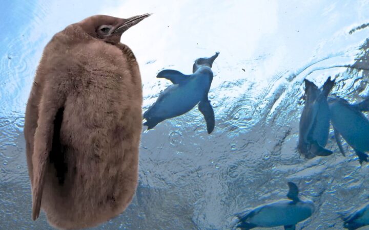 Pesto, el pingüino glotón que ya es más grande que sus padres
