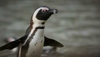 Capturan al pingüino prófugo de Japón tras dos semanas y 30kms recorridos