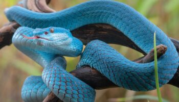 Cada 5 minutos muere una persona por mordedura de serpiente