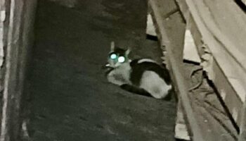 ¡Por fin! Rescatan a gatito que escapó en un primer intento de captura en Línea 8 del Metro