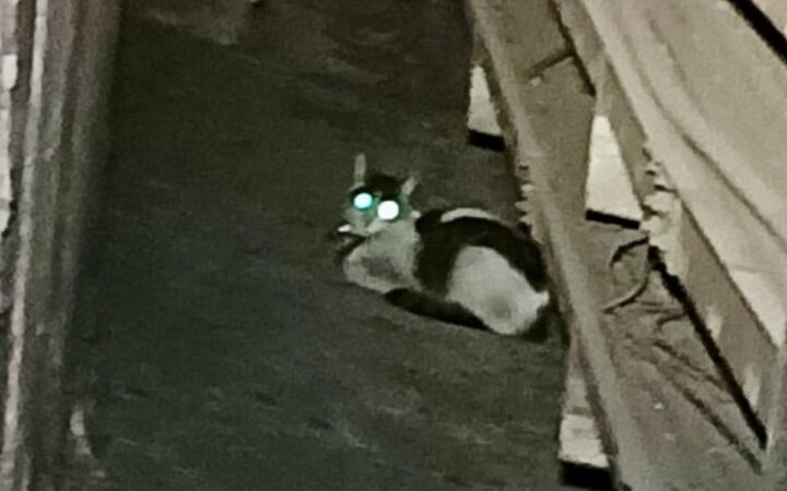 ¡Por fin! Rescatan a gatito que escapó en un primer intento de captura en Línea 8 del Metro ¡Por fin! Rescatan a gatito que escapó en un primer intento de captura en Línea 8 del Metro