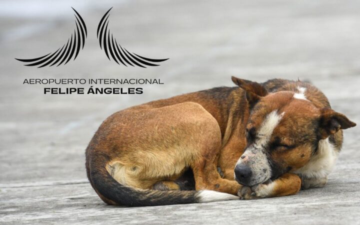 Sheinbaum revisará presunto sacrificio de perros y gatos callejeros en el AIFA