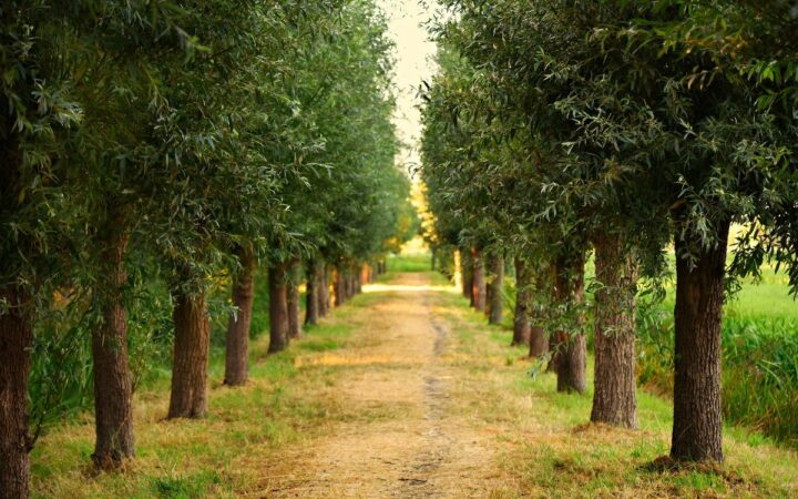 Más de un tercio de los árboles está en peligro de extinción en el mundo