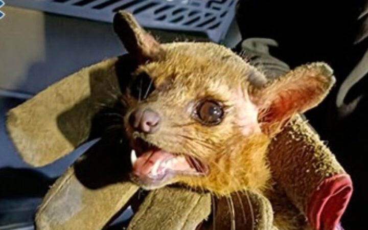 Rescatan a cacomixtle que buscó calor en un auto | CDMX Rescatan a cacomixtle que buscó calor en un auto | CDMX