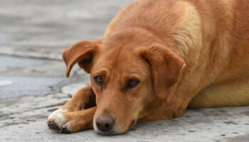 Diputados aprueban reformas a Constitución para prohibir maltrato a los animales