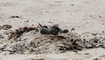 Revelan qué son las misteriosas bolas de residuos halladas en playas de Australia