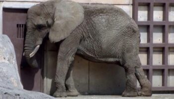 La Elefanta Ely y su lucha por los derechos de los animales llega a la Segunda Sala de la SCJN