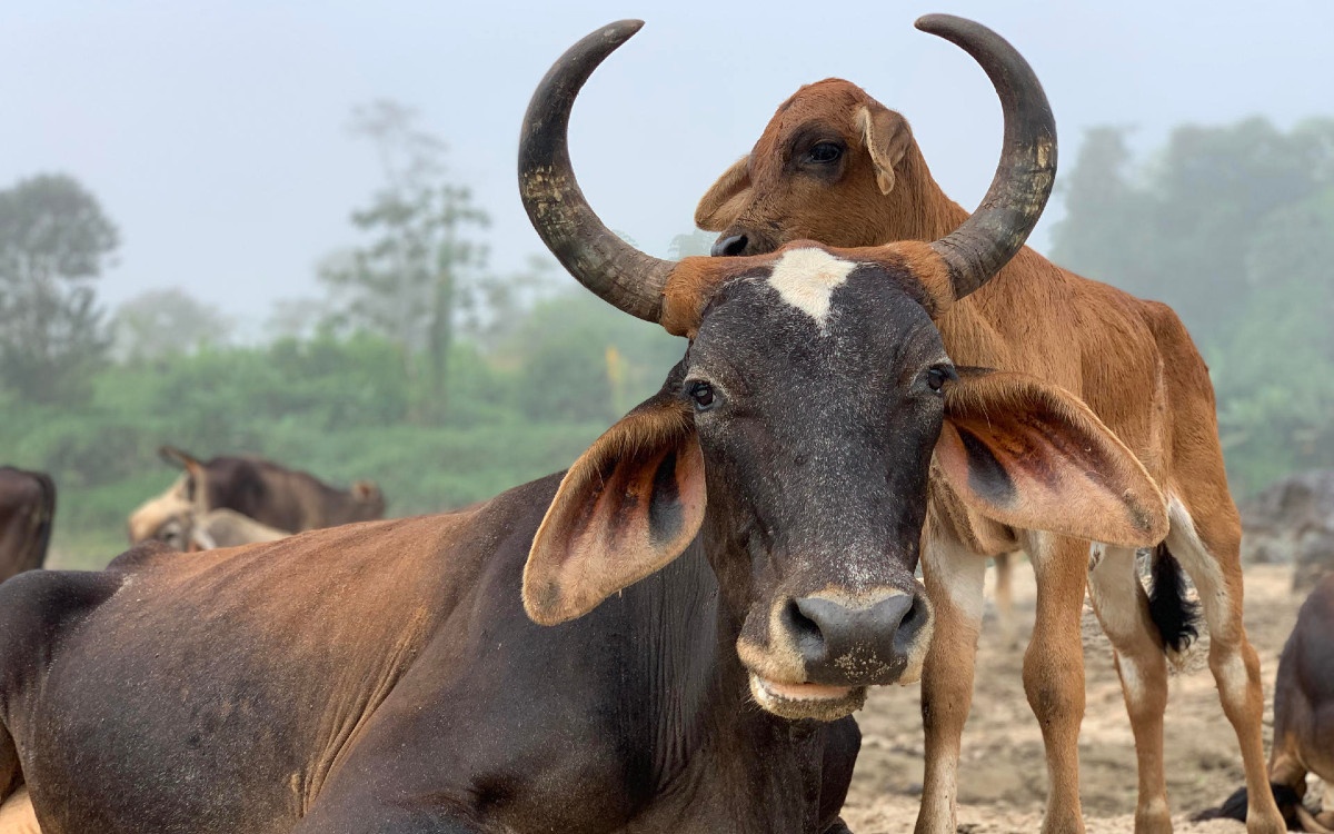 Experts warn UN about consequences of illegal livestock farming in Latin America