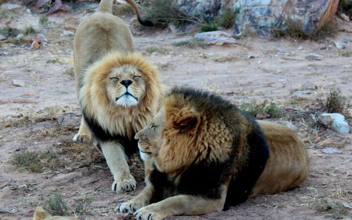 ¿Desde cuándo los leones comen humanos? Estudio analiza su dieta del pasado ¿Desde cuándo los leones comen humanos? Estudio analiza su dieta del pasado