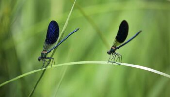 El declive de los insectos a causa de los 'agroquímicos' amenaza la salud del planeta