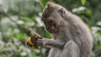 El 'consumo' de alcohol, una práctica muy habitual entre muchos animales salvajes