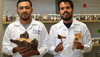 Investigadores de la UNAM descubren nueva especie de árbol mexicano