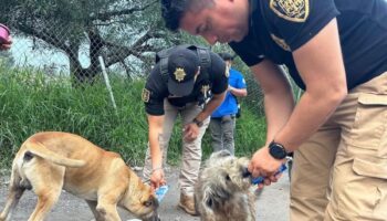 CDMX: Policías llevaron alimento a más de 100 perros y gatos afectados por lluvias