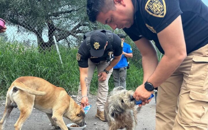 CDMX: Policías llevaron alimento a más de 100 perros y gatos afectados por lluvias CDMX: Policías llevaron alimento a más de 100 perros y gatos afectados por lluvias