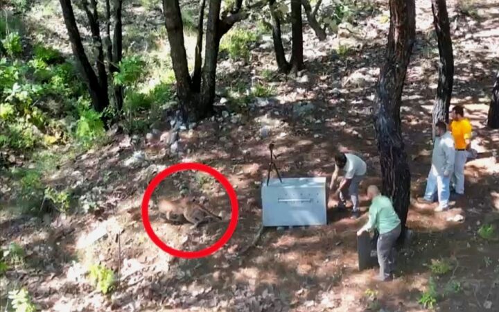 Puma rescatado en departamento regresa a la naturaleza en Jalisco Puma rescatado en departamento regresa a la naturaleza en Jalisco