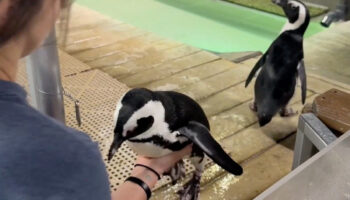 Protegen a pingüinos del Acuario de Florida ante impacto de poderoso huracán