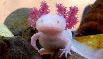 Censo de axolotes en Xochimilco revela esperanza de recuperación