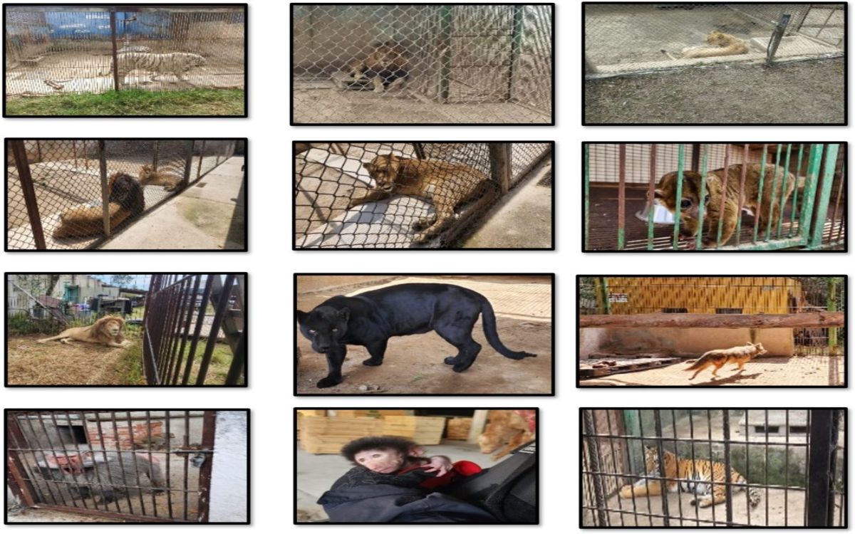 Detienen a 40 supuestos operadores del Cártel de Sinaloa; les aseguran 27 animales salvajes