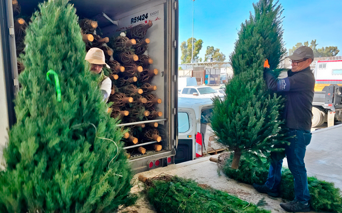 ¿Comprarás árbol de Navidad natural? Esto te interesa