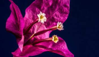 ¿Cuáles son los beneficios de beber flor de buganvilla?